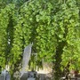 Verduno guarda al futuro partendo dagli alberi: il Comune punta sul censimento del faggio secolare della corte Nuto Revelli Verduno guarda al futuro partendo dagli alberi: il Comune punta sul censimento del faggio secolare della corte Nuto Revelli
