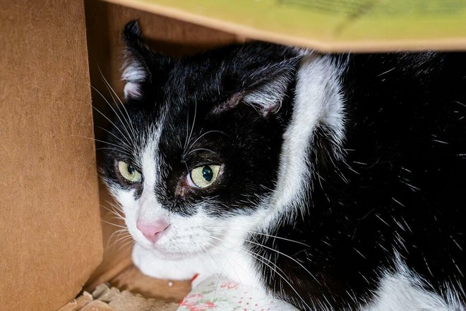 Domani sera la camminata solidale per le colonie feline del borgo Tanaro