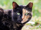 Camminata solidale nel borgo Tanaro per sostenere le colonie feline di Asti Camminata solidale nel borgo Tanaro per sostenere le colonie feline di Asti