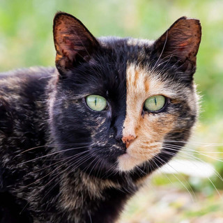 Camminata solidale nel borgo Tanaro per sostenere le colonie feline di Asti Camminata solidale nel borgo Tanaro per sostenere le colonie feline di Asti