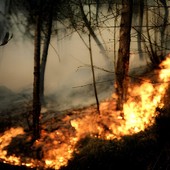 Incendi boschivi, la Regione estende lo stato di emergenza a tutto il territorio Incendi boschivi, la Regione estende lo stato di emergenza a tutto il territorio