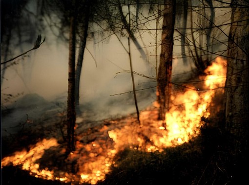 Incendi boschivi, la Regione estende lo stato di emergenza a tutto il territorio Incendi boschivi, la Regione estende lo stato di emergenza a tutto il territorio