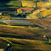 Geometrie autunnali dell'Astigiano riprese da Enzo Isaia Geometrie autunnali dell'Astigiano riprese da Enzo Isaia
