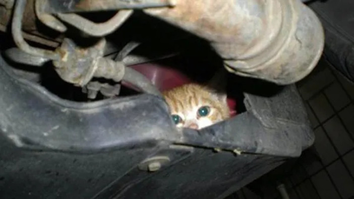 Un gatto in un vano motore - Immagine dal web, non riferita allo specifico episodio riportato nell'articolo