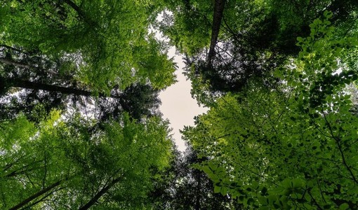 Festa degli alberi 2025: il Piemonte è il polmone verde d'Italia ma le città restano grigie Festa degli alberi 2025: il Piemonte è il polmone verde d'Italia ma le città restano grigie