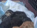 Tutti salvi i gattini bloccati in un canale di scolo a Rocca d'Arazzo