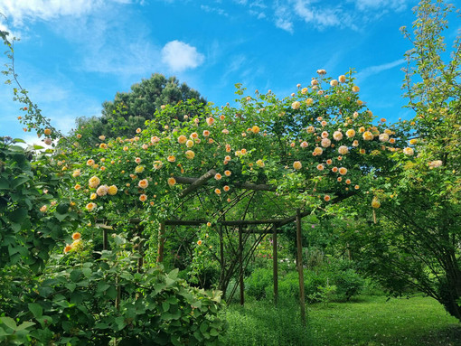 Il Fai riapre le porte del Giardino segreto di Arianna