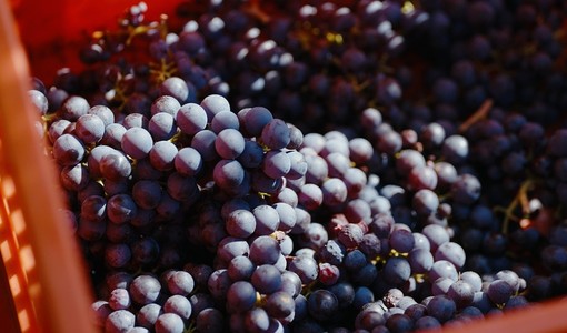 Vendemmia: caldo e siccità accelerano i tempi nei vigneti del sud del Piemonte
