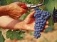 Inizia la vendemmia, anticipata dal gran caldo: qualità alta, mercati in allerta per le tensioni internazionali