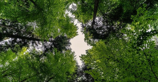 Festa degli alberi 2025: il Piemonte è il polmone verde d'Italia ma le città restano grigie Festa degli alberi 2025: il Piemonte è il polmone verde d'Italia ma le città restano grigie