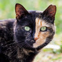 Camminata solidale nel borgo Tanaro per sostenere le colonie feline di Asti Camminata solidale nel borgo Tanaro per sostenere le colonie feline di Asti