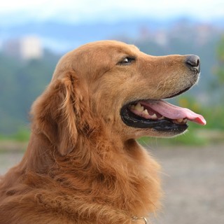Moncalvo: 5° raduno di Golden retriever e una giornata indimenticabile per gli amanti di questa straordinaria razza