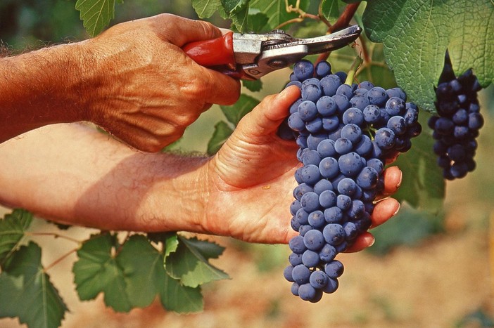 Vendemmia - Immagine d'archivio