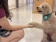 Il cagnolino Gummy con una operatrice Il cagnolino Gummy con una operatrice