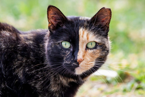 Il 17 febbraio è la Festa nazionale del Gatto, tutto su questi animali magici e affascinanti