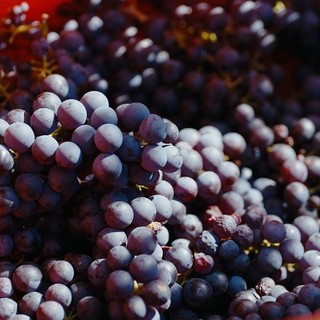 Vendemmia: caldo e siccità accelerano i tempi nei vigneti del sud del Piemonte