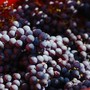 Vendemmia: caldo e siccità accelerano i tempi nei vigneti del sud del Piemonte Vendemmia: caldo e siccità accelerano i tempi nei vigneti del sud del Piemonte