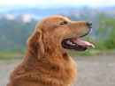 Moncalvo: 5° raduno di Golden retriever e una giornata indimenticabile per gli amanti di questa straordinaria razza