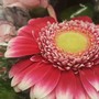 Una gerbera Una gerbera