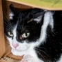 Domani sera la camminata solidale per le colonie feline del borgo Tanaro Domani sera la camminata solidale per le colonie feline del borgo Tanaro