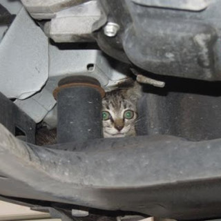 Un gatto in un vano motore (immagine d'archivio)