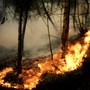 Incendi boschivi, la Regione estende lo stato di emergenza a tutto il territorio Incendi boschivi, la Regione estende lo stato di emergenza a tutto il territorio
