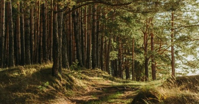 Foreste piemontesi, in arrivo 12 milioni di euro per il rilancio del patrimonio verde Foreste piemontesi, in arrivo 12 milioni di euro per il rilancio del patrimonio verde