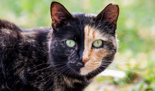 Camminata solidale nel borgo Tanaro per sostenere le colonie feline di Asti