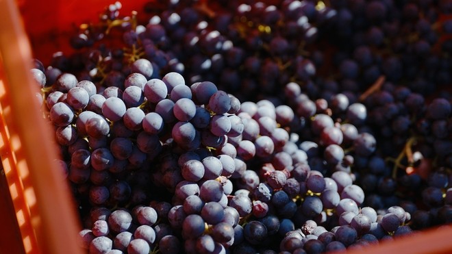 Vendemmia: caldo e siccità accelerano i tempi nei vigneti del sud del Piemonte Vendemmia: caldo e siccità accelerano i tempi nei vigneti del sud del Piemonte