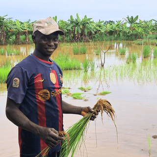 Giornata Mondiale dell'Alimentazione: LVIA porta l'agroecologia in Guinea per combattere la fame