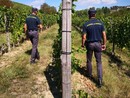 Dalla vigna al ristorante, l'estate "in nero" scoperta dai finanzieri di Asti e Canelli