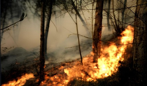 Incendi boschivi, la Regione estende lo stato di emergenza a tutto il territorio