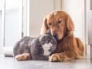 Maltrattamento animali: via libera definitivo a nuove norme e pene severe Maltrattamento animali: via libera definitivo a nuove norme e pene severe