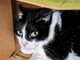 Domani sera la camminata solidale per le colonie feline del borgo Tanaro Domani sera la camminata solidale per le colonie feline del borgo Tanaro