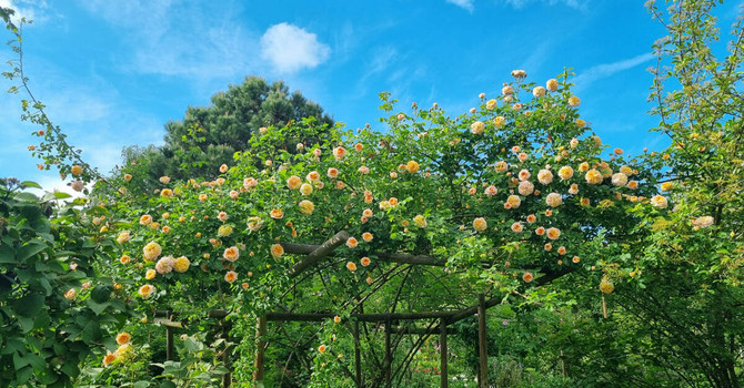 Il Fai riapre le porte del Giardino segreto di Arianna
