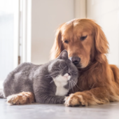 Maltrattamento animali: via libera definitivo a nuove norme e pene severe