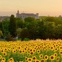 Una suggestiva immagine di Costigliole d'Asti &quot;vista&quot; da un campo di girasoli e con, sullo sfondo, il maestoso castello del paese