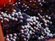 Vendemmia: caldo e siccità accelerano i tempi nei vigneti del sud del Piemonte Vendemmia: caldo e siccità accelerano i tempi nei vigneti del sud del Piemonte