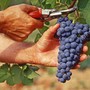 Inizia la vendemmia, anticipata dal gran caldo: qualità alta, mercati in allerta per le tensioni internazionali