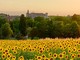 Una suggestiva immagine di Costigliole d'Asti &quot;vista&quot; da un campo di girasoli e con, sullo sfondo, il maestoso castello del paese