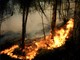 Incendi boschivi, la Regione estende lo stato di emergenza a tutto il territorio Incendi boschivi, la Regione estende lo stato di emergenza a tutto il territorio