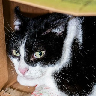 Domani sera la camminata solidale per le colonie feline del borgo Tanaro