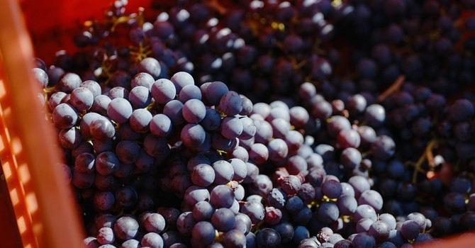 Vendemmia: caldo e siccità accelerano i tempi nei vigneti del sud del Piemonte Vendemmia: caldo e siccità accelerano i tempi nei vigneti del sud del Piemonte