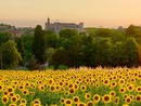 Una suggestiva immagine di Costigliole d'Asti "vista" da un campo di girasoli e con, sullo sfondo, il maestoso castello del paese Una suggestiva immagine di Costigliole d'Asti "vista" da un campo di girasoli e con, sullo sfondo, il maestoso castello del paese