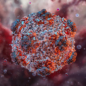 Allerta Hantavirus, la Regione attiva i protocolli di monitoraggio