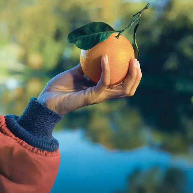 Le “Arance della salute” AIRC tornano in piazza: ad Asti solidarietà e ricerca contro il cancro Le “Arance della salute” AIRC tornano in piazza: ad Asti solidarietà e ricerca contro il cancro
