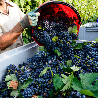 Vendemmia 2026, al via le procedure per le assunzioni dei lavoratori stagionali