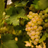 A Costigliole d’Asti debutta “Oro Bianco”: il weekend dedicato a Chardonnay, Moscato d’Asti e Champagne