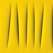 Viviamo in un posto bellissimo dove le colline si colorano di giallo
