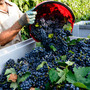 Vendemmia 2026, al via le procedure per le assunzioni dei lavoratori stagionali Vendemmia 2026, al via le procedure per le assunzioni dei lavoratori stagionali